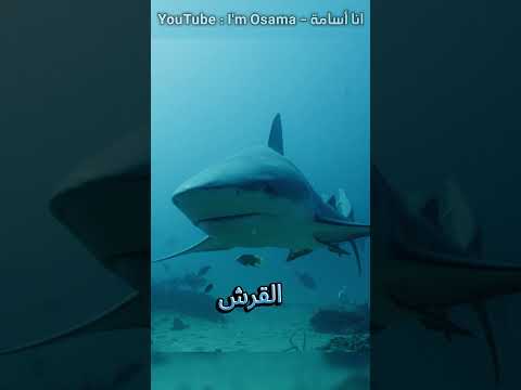 أسوأ ثلاث أمهات في عالم الحيوان !!! #shorts