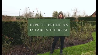 Pruning an established rose