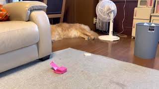 寝ぼけている #ゴールデンレトリバー にパパが近づく #goldenretriever