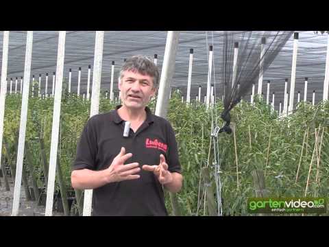 Die wichtigsten Grundregeln zum Obstbaumschnitt