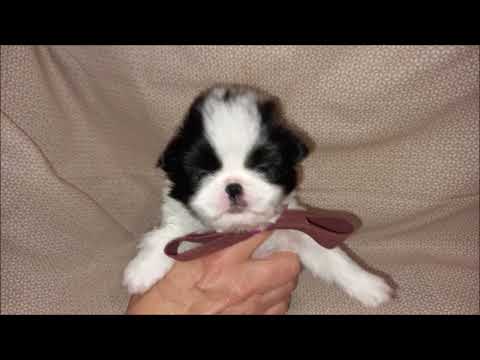 Chiot Epagneul Japonais au collier violet fils de Soraya le 31 dec 2022