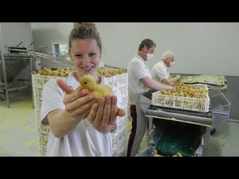 De boer is troef 15 juni 2016 - Eendenboer