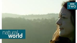 Wild goshawks - Natural World: Preview - BBC Two