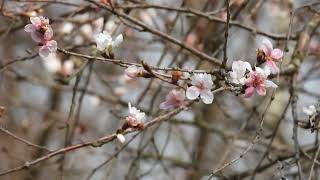 Fragrance of the plum 梅の香り【4K/30fps】-2025/3/25-