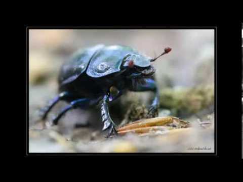 Jan Brzechwa, "Żuk". Najlepiej przeczytane. Od andrju1969.