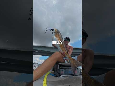 I caught my personal BEST Redfish! #fishingvideo #fishing #livebait