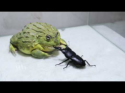 Bull Frog eating Black Titan Bug