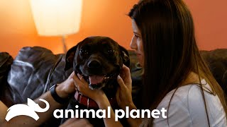 Will This Couple Find The Perfect Pitty?! | Pitbulls and Parolees | Animal Planet