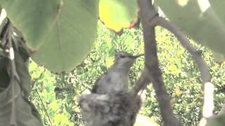 Hummingbird &quot;Rick&quot; left alone