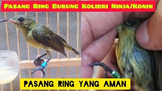 Download lagu WOWW!!! BEGINI CARA PASANG RING BURUNG KONIN DENGAN CEPAT&MUDAH mp3 Download lagu WOWW!!! BEGINI CARA PASANG RING BURUNG KONIN DENGAN CEPAT&MUDAH mp3