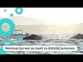 Wow! Walvissen komen even hoi zeggen tegen toeristen