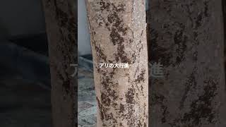 タイの離島で蟻に出会う