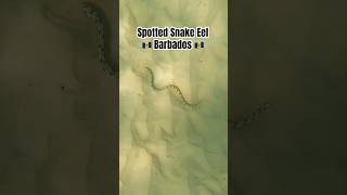 Download lagu 😳Watch where you step! #snakeeel #barbados #oceanlife #travel #nature #caribbean #stjamesbarbados mp3