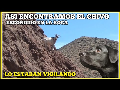 The Black Dog Returned to El Chivito Mountain
