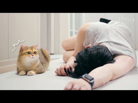 아빠 죽는다고 펑펑 우는 고양이