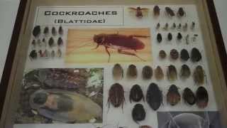 Download lagu A Visit to the Ohio State University Department of Entomology (Columbus) mp3 Download lagu A Visit to the Ohio State University Department of Entomology (Columbus) mp3