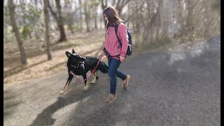 ジャーマンシェパードの吠えで困っちゃう時の対処法　毎日できるトレーニング