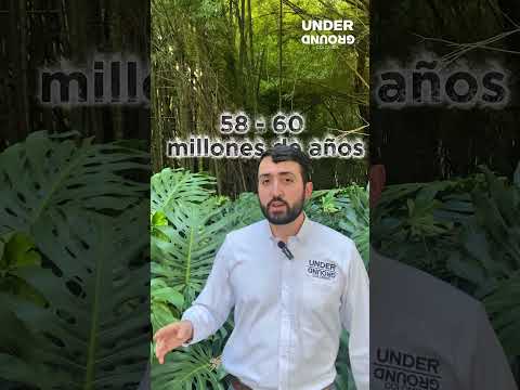 Fósil de uva más antiguo del hemisferio occidental 🍇🔍
