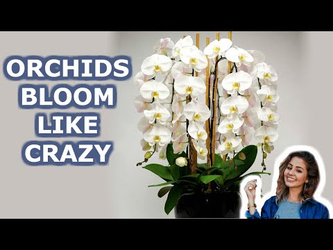 , title : 'Your Orchid Will Bloom all  Year Round. 7 Growing Orchids Tips You Should Know | iKnow