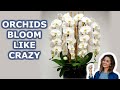 Your Orchid Will Bloom all  Year Round. 7 Growing Orchids Tips You Should Know | iKnow