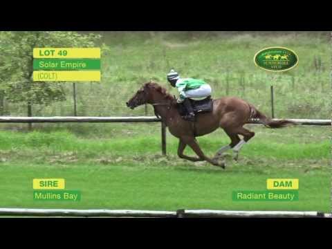 LOT 49 - SOLAR EMPIRE (Mullins Bay - Radiant Beauty) (Colt)