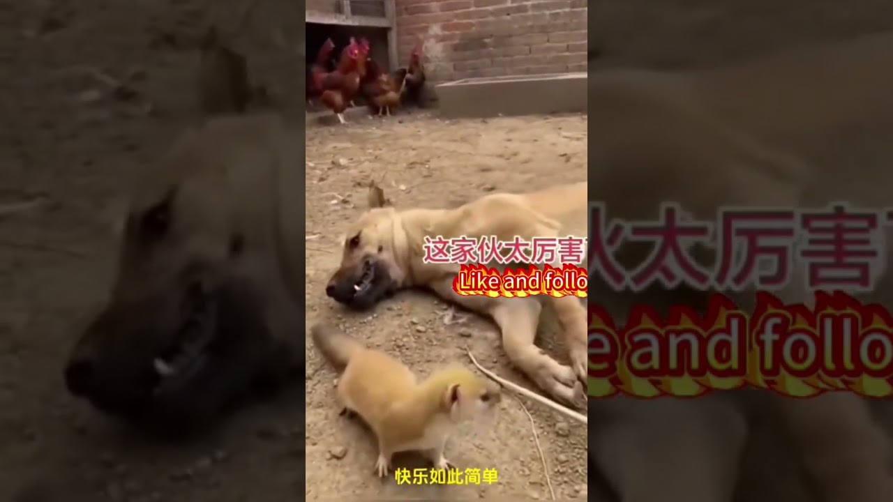 这小家伙太厉害了#热门#大熱門#搞笑#搞笑视频#搞笑視頻 #黄鼠狼#funny #動物#可爱#家庭#animals#cat #cute