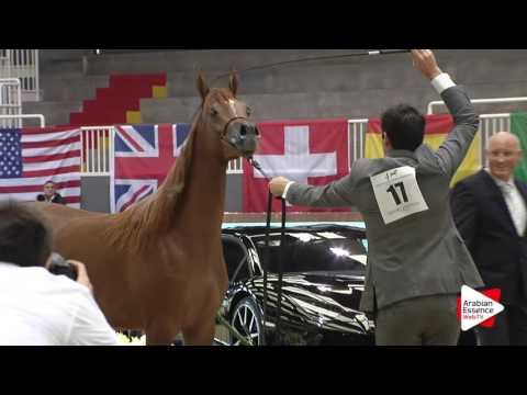 Milan SEWC 2016 - Yearling Fillies (1B) - 1st place: N.17 OR MARJUANA