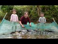 Setting Traps To Catch Giant River Fish With Nets For Sale Taking Care Of Chicks And Ducklings