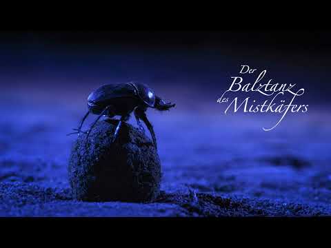 Der Balztanz des Mistkäfers - VSL Synchron Series