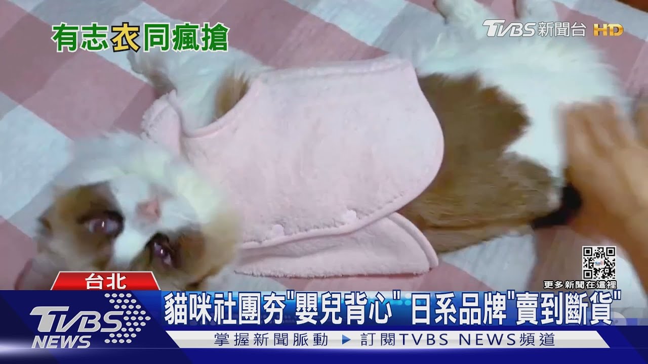 貓咪社團夯「嬰兒背心」 日系品牌「賣到斷貨」