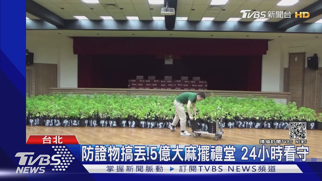 史上最多！1608株大麻藏新竹山區　市值五億
