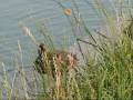Hunting In Romania Wild Duck