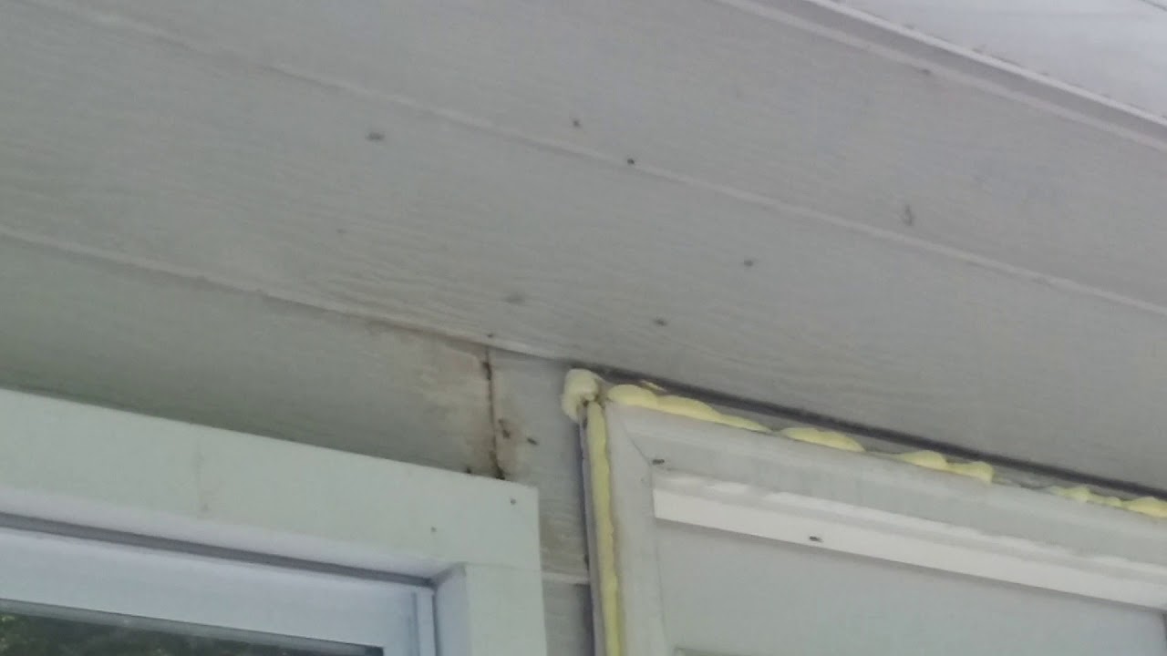 Yellow Jackets in Marietta, OH