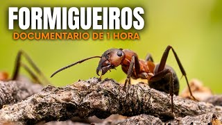 FORMIGUEIROS APOCALÍPTICOS: Colônias de Milhões Que Criam Suas Próprias Cidades