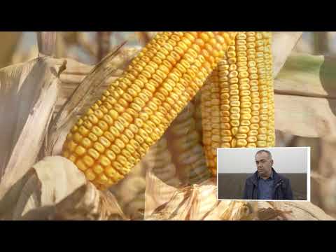 DKC hibridi kukuruza - Iskustva sa imanja Sveti Nikola, Sečanj i poljoprivrednika Bobana Nikolića