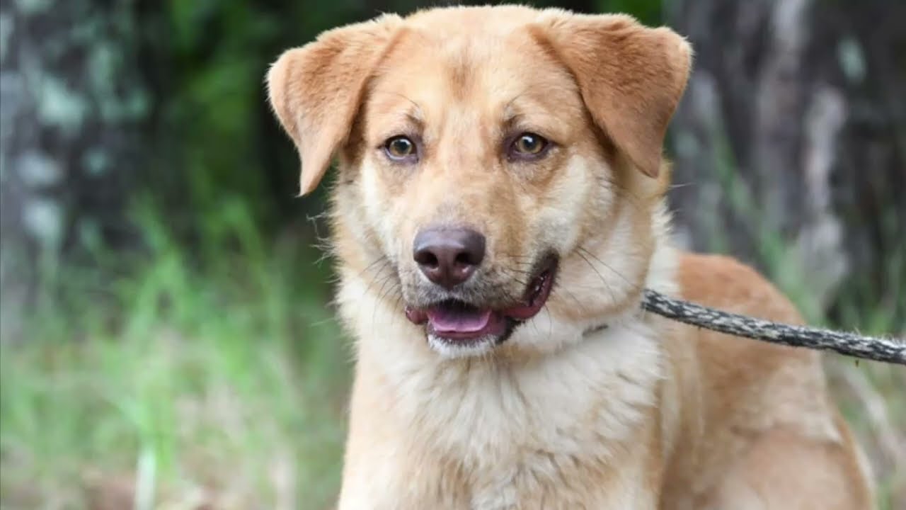 Reggie, an adopted mixed breed in Monroe, GA video 4/4