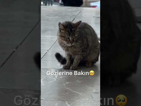 Kapıda Yemek İçin İnsanların Gözüne Bakan Anne Kediye Tekme Atan Adama Ne Yaparsınız ? #shorts