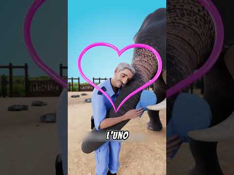 IL LEGAME PIÙ PURO MAI VISTO FRA UN UOMO E UN'ELEFANTESSA, TROPPO TENERO (credits: @zackdfilms)