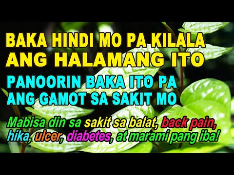 ANG GALING PALA NG BETEL LEAVES, IKMO o BUYO SA BISAYA, ANG DAMING SAKIT NA PINAPAGALING NITO