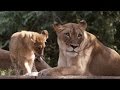 Wild Inside The National Zoo Lion Pride