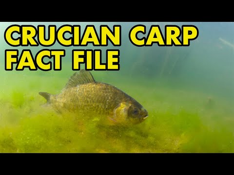 Crucian: Fact File (British Wildlife Facts)