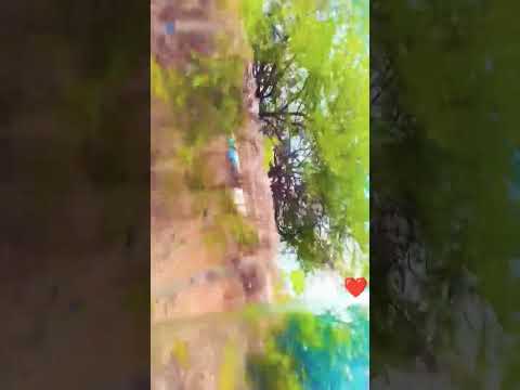 sayeeda minai rokhstar