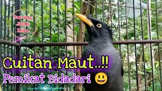 Download lagu Cuitan Maut..‼️ Pemikat Bidadari 😃 ~ Burung Jalak Kebo mp3