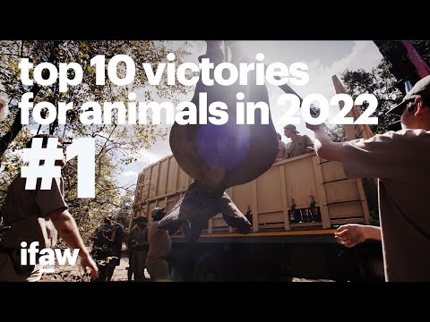 Le 10 principali vittorie per gli animali nel 2022 | #1: Trasferire 263 elefanti nella loro nuova...