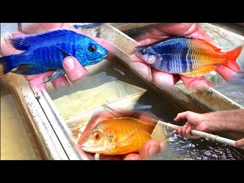 download lagu mp3 mp4 African Fish, download lagu African Fish gratis, unduh video klip African Fish