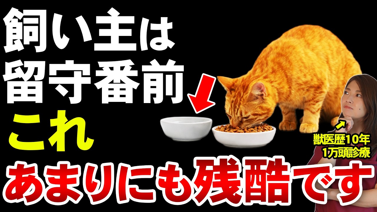 【知らないと危険】猫の留守番前に絶対にやってはいけない事7選