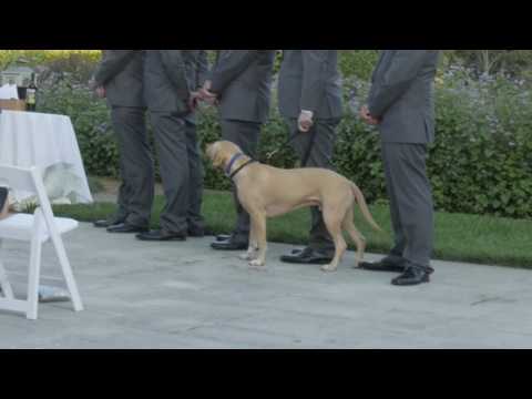 What Dogs Think About Human Weddings