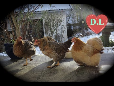 Hühner anschaffen,Hühner halten?Ein paar Überlegungen vor der Hühneranschaffung