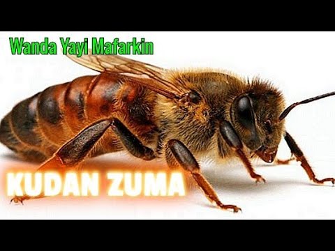, title : 'Wanda Yayi Mafarkin Kudan Zuma'