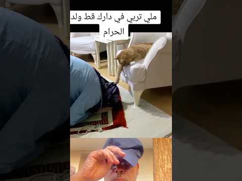 كي تربي شي قط محرشو الشيطان وااالو غايبرزطك عالصلاة وكان الموت ديال الضحك